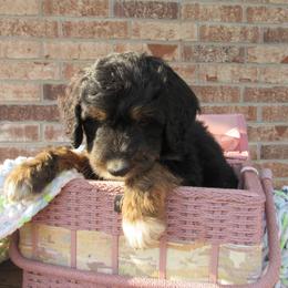 Aussiedoodle, Australian Shepherd, and Poodle Puppies from Kay Kay's Pupper Patch