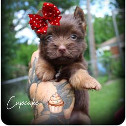 Cupcake - Chocolate and tan female Yorkshire Terrier puppy in Warren, Michigan from Danielle's Yorkie Babies