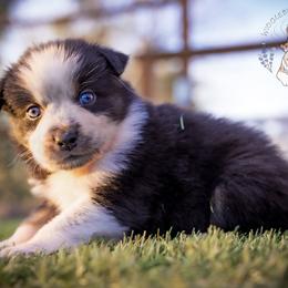 Ducky - Black tri-color female Australian Shepherd puppy in Buena Vista, Colorado from Wigglebutts Unlimited