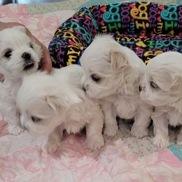 Maltese from Cher Chien Maltese