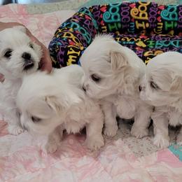 Maltese from Cher Chien Maltese