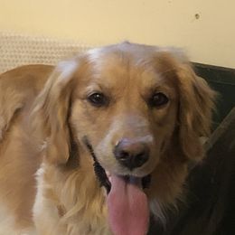 Golden Retrievers from MarGold Goldens