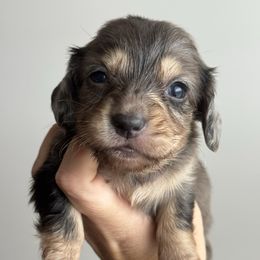 Catherine - Dapple female Dachshund puppy in Allenhurst, Georgia from B’s Dapper Dachshunds