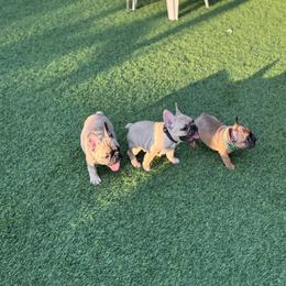 French Bulldog Puppies from Mosaic French Bulldogs