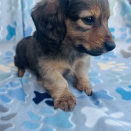 Boy 1 - Red male Dachshund puppy in Oklahoma from DRB Dachshunds