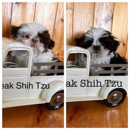 Shih Tzu Puppies from Pikes Peak Shih Tzu