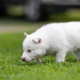 Siberian Husky Puppies from Lilbearshuskies