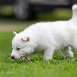 Siberian Husky Puppies from Lilbearshuskies