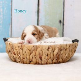 Honey - Apricot female Australian Labradoodle puppy in Hurricane, Utah from Red Desert Doodles
