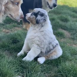 Australian Shepherd Puppies from RMW Ranch Australian Shepherds