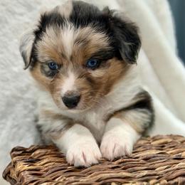 Green collar - Blue merle male Aussiedoodle puppy in 32046, Florida from River Hill Ranch