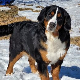 Bernese Mountain Dogs from AlpenStar Bernese