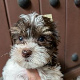 S'mores (Dark chocolate and sable Parti male 4) - Chocolate, tan and white male Yorkshire Terrier puppy in Gatesville, Texas from KontryKritterz Yorkies
