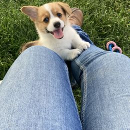 Girl 1 - Sable Pembroke Welsh Corgi puppy in Idaho from McKay Corgi's