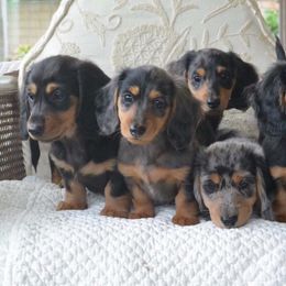 Dachshund Puppies from Longboard Dachshunds