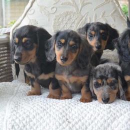 Dachshund Puppies from Longboard Dachshunds
