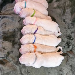 Golden Retriever Puppies from Dandelion Meadows Farm