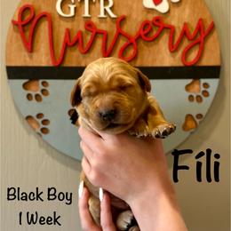Boy 4 - Golden male Golden Retriever puppy in Star, Idaho from Gold Treasure Retrievers
