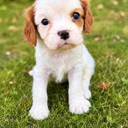 Cavalier King Charles Spaniel Puppies from King Charles
