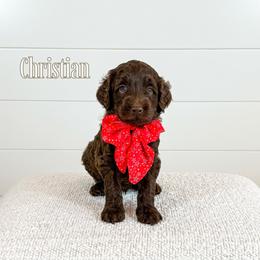 Christian (Yellow Collar) - Chocolate male Goldendoodle puppy in Bell Buckle, Tennessee from Precious Puptown Doodles