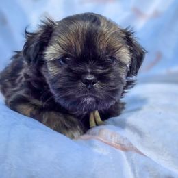 Nanars (Eoin) - Yellow Collar - Black and tan male Shih Tzu puppy in Troy, Ohio from Oodles of Doodles