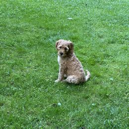 Goldendoodle Puppies from Coal Country Doodles