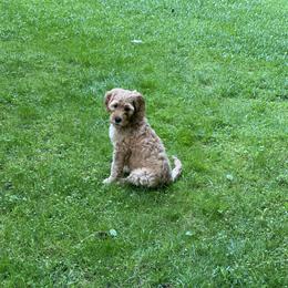 Goldendoodle Puppies from Coal Country Doodles