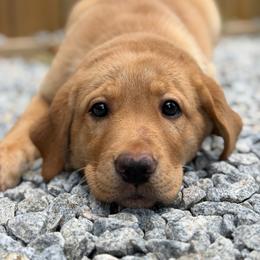 Butter - Yellow female Labrador Retriever puppy in Archer Lodge, North Carolina from Archer Lodge Labradors