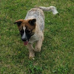 Chip - Red speckled male Australian Cattle Dog puppy in Monett, Missouri from Rain Tree Ranch Australian Cattle Dogs