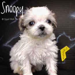 Snoopy - Silver gold and white male Shih Tzu puppy in Peoria, Arizona from Loyal Shih Tzu