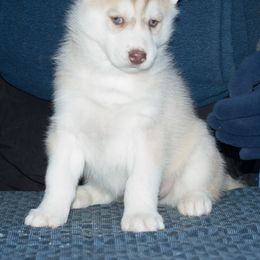 Siberian Husky Puppies from Zuska Siberians