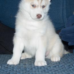 Siberian Husky Puppies from Zuska Siberians