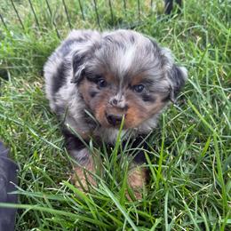 Rainier - Blue merle male Toy Australian Shepherd puppy in Medical Lake, Washington from MAS Gone Rogue