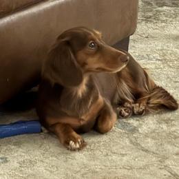 Tootsie - Dachshund