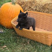 Schipperke Puppies from Karric Kennels