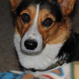 Pembroke Welsh Corgis from Corgis at Giblin Farms