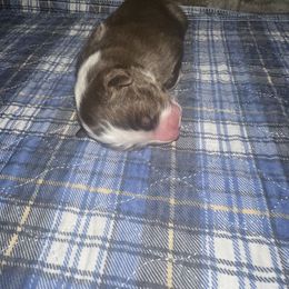 Gunner - Red tri-color male Australian Shepherd puppy in Oakland City, Indiana from Moonlightaussies