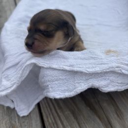 Mocha - Cream female Dachshund puppy in Marshfield, Missouri from Hilltop Kennel LLC