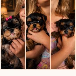 Yorkshire Terrier puppies from Hunting Hills Petit Luxe Babydolls