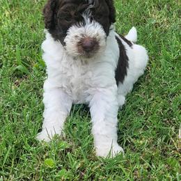 Hawthorn - Parti male Goldendoodle puppy in Pilot Point, Texas from K9 Sidekicks, LLC