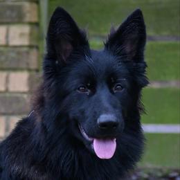Fable - German Shepherd