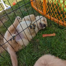 Golden Retriever Puppies from Sola Mae's Goldens