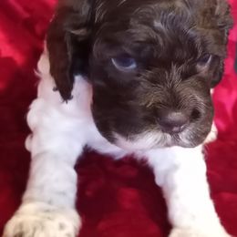 Cocker Spaniel Puppies from Sherrye's Cocker Spaniels