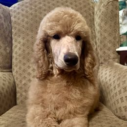 Maui - Poodle puppy from Shenanigans Red & Apricot Standard Poodles