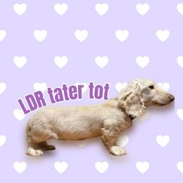 Tater - Dachshund