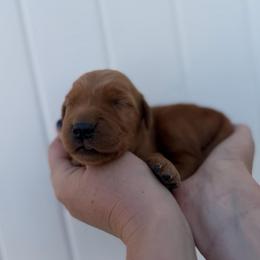 Red boy - Dark golden male Golden Retriever puppy in Salt Lake City, Utah from Deseret Peak Goldens