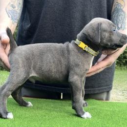 Yellow Collar M - Blue male Mountain Cur puppy in Georgetown, Ohio from Walnut Ridge Mountain Curs