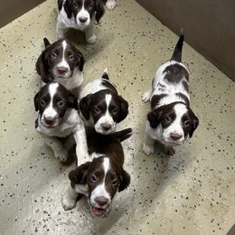 English Springer Spaniel Puppies from Coteau Springers