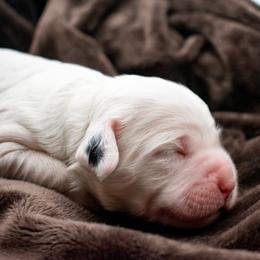 Girl 2 - Cream female Goldendoodle puppy in Lafayette, Alabama from Sweethaven Kennels