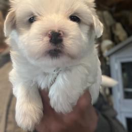 Swift - White male Coton de Tulear puppy in Rubicon, Wisconsin from Purplehaze Acres Cotons de Tulear